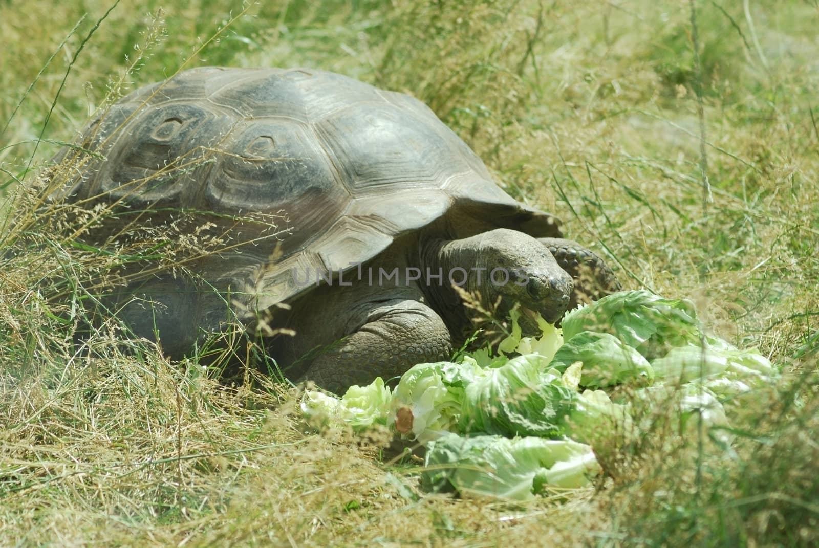 Big Seychelles turtle eating, Giant tortoise close up