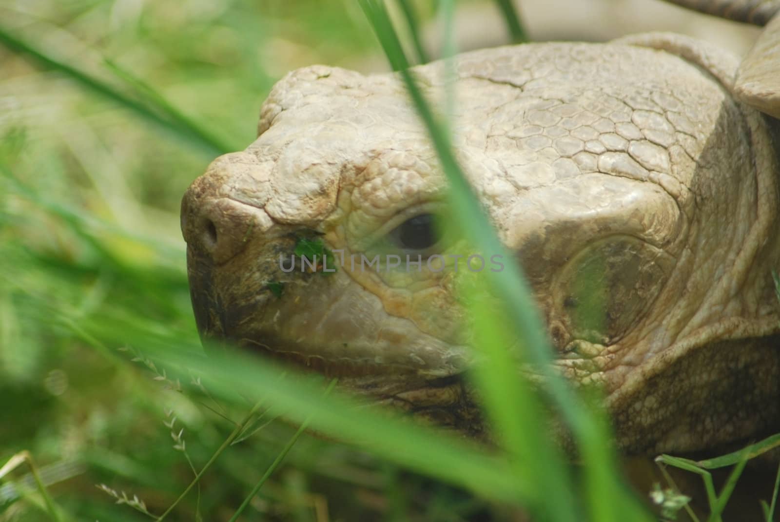  Big Galapagos turtle head, Giant tortoise close up by svtrotof