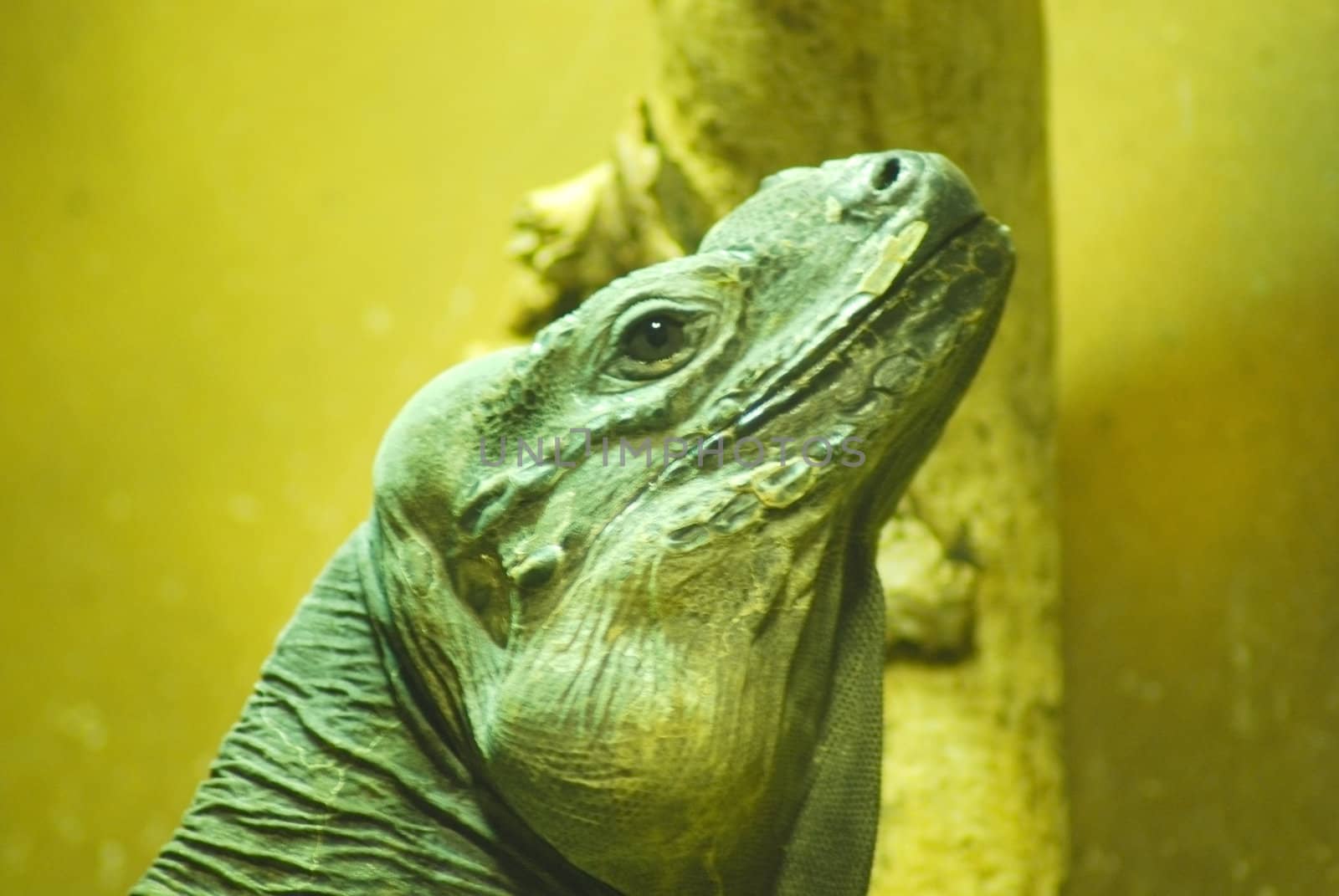 Green iguana face close up (Iguana iguana)   by svtrotof