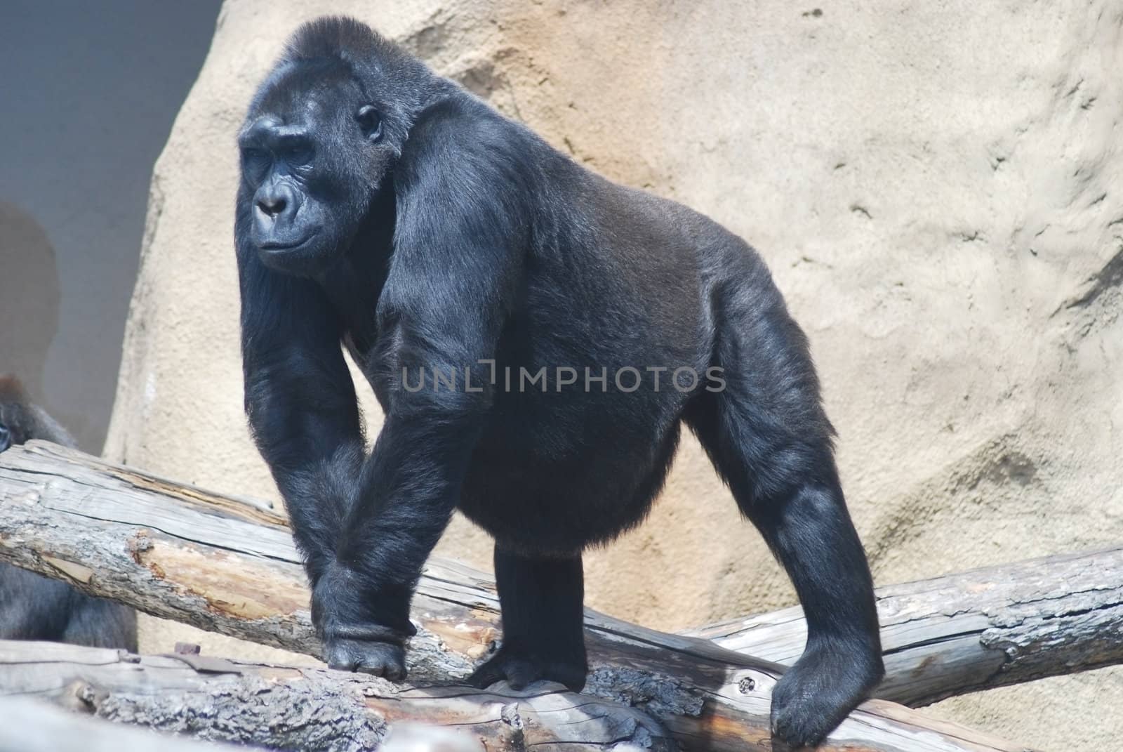 close-up of a big black hairy gorilla  by svtrotof