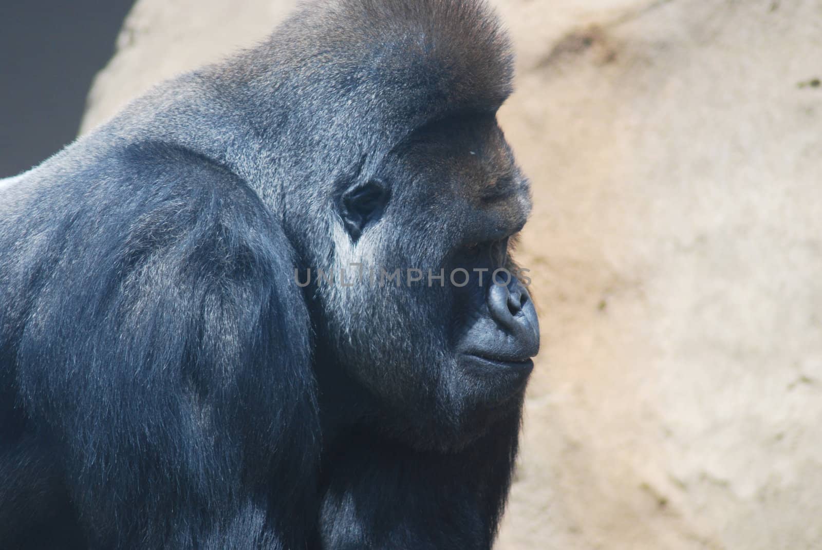 close-up of a big black hairy gorilla 