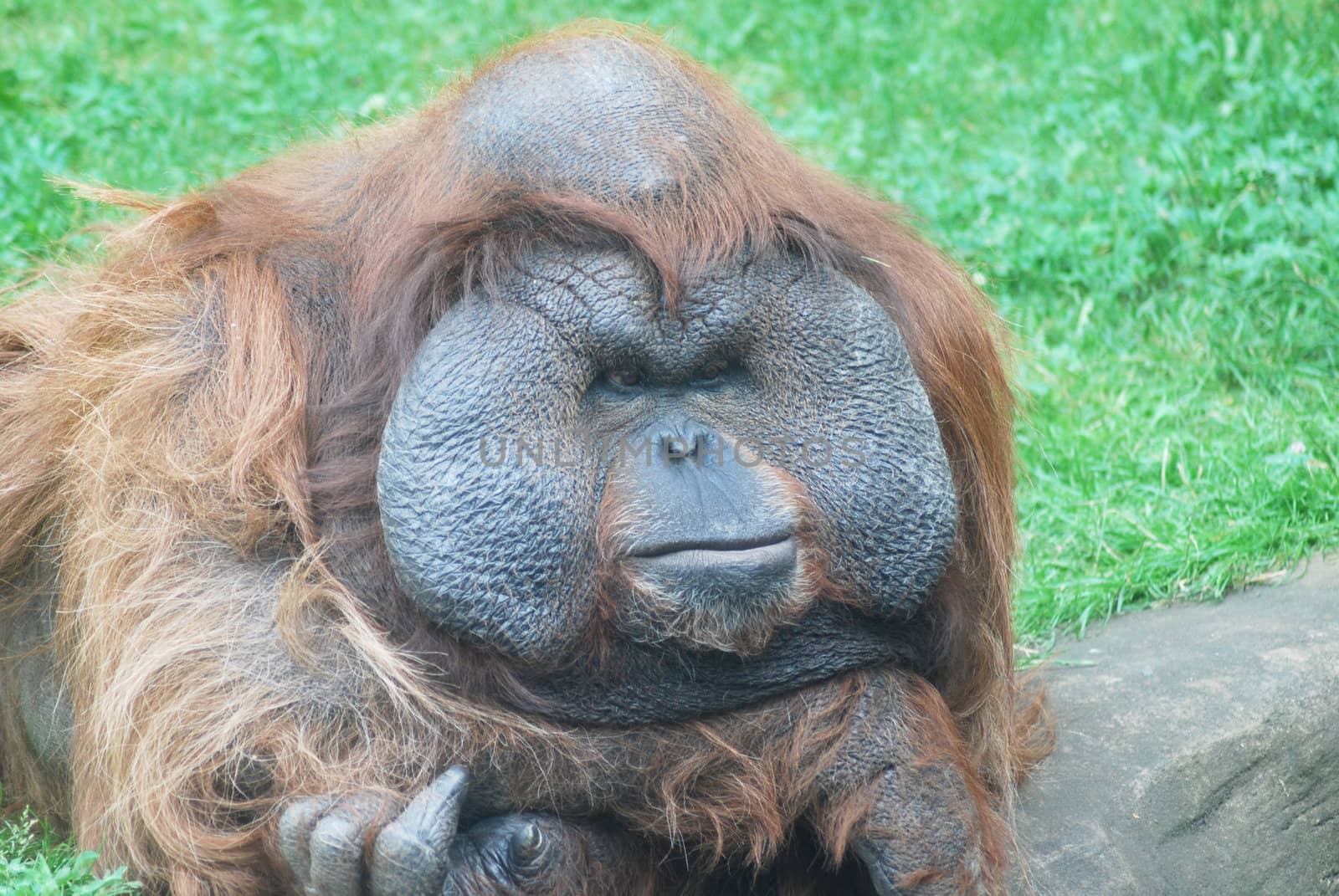 close-up of a huge male orangutan 