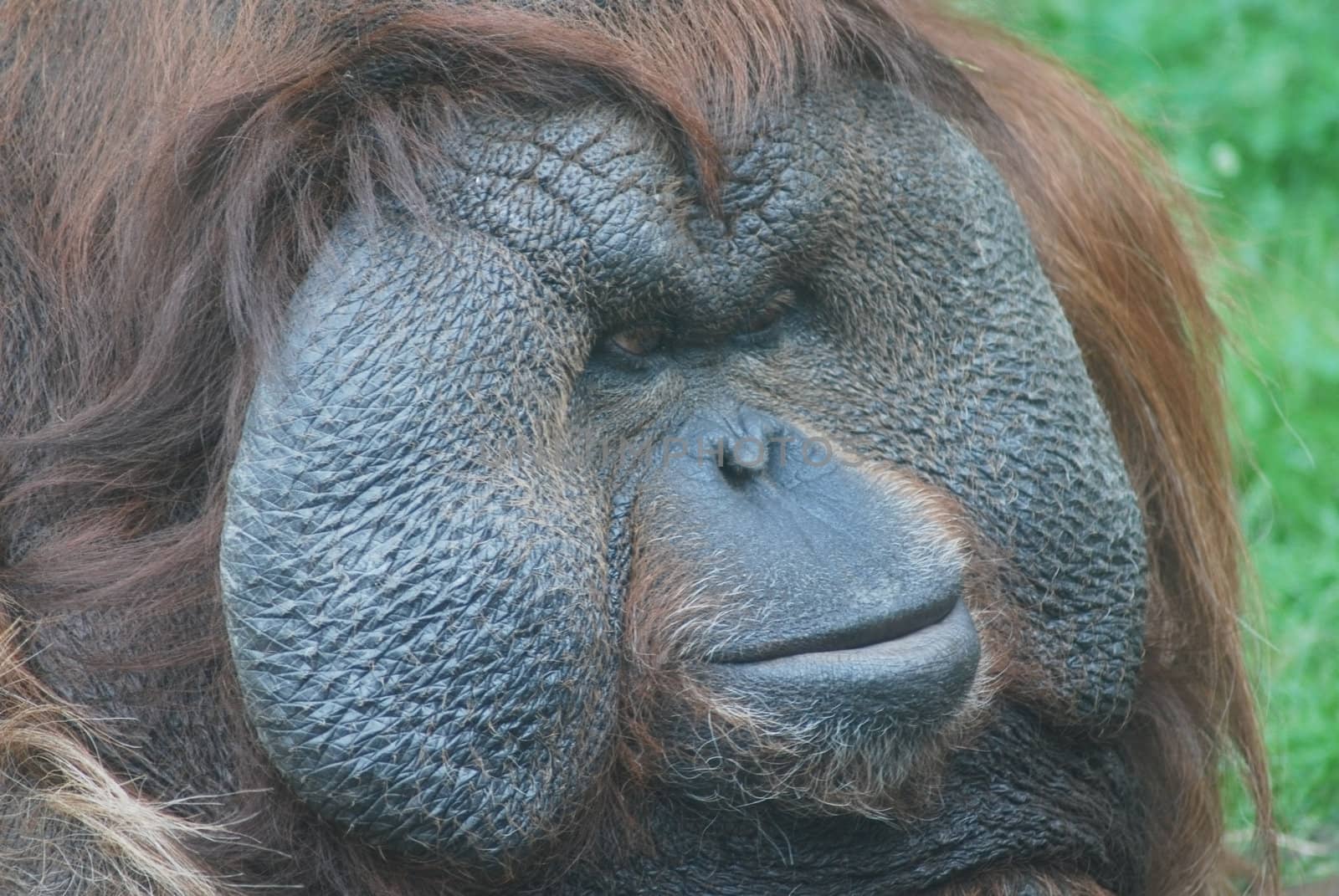close-up of a huge male orangutan by svtrotof