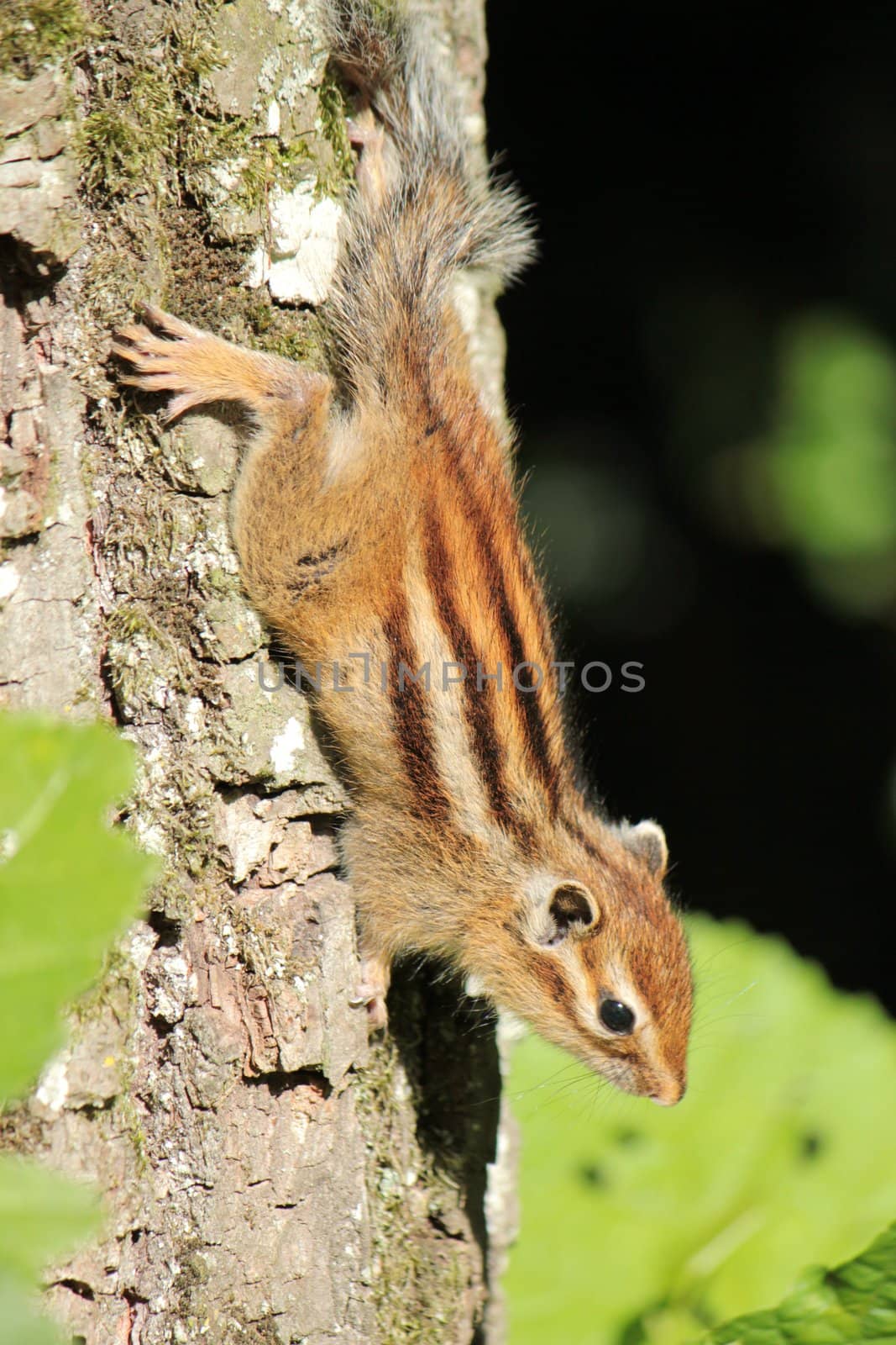 Brown chipmunk on a trunk in the nature