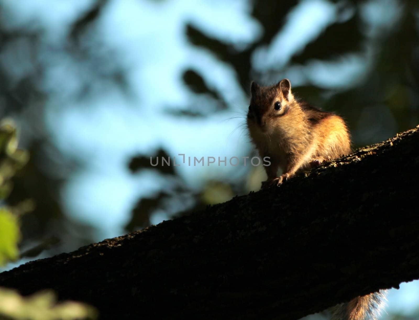 Brown chipmunk on a branch in the nature