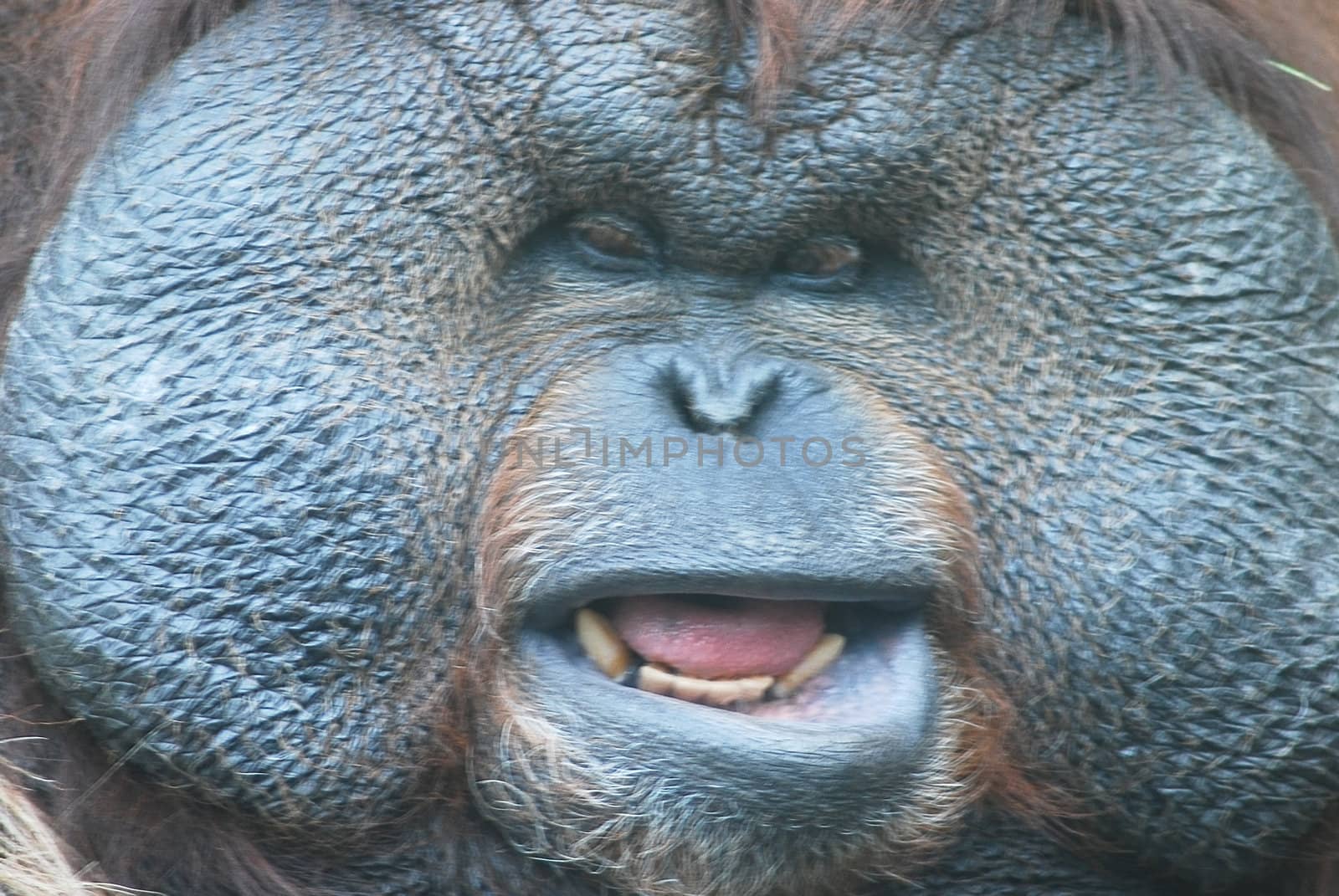 close-up of a huge male orangutan