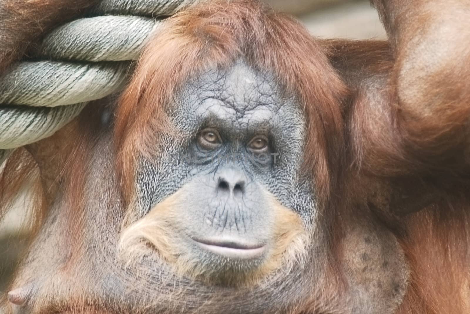 close-up of a huge female orangutan   by svtrotof