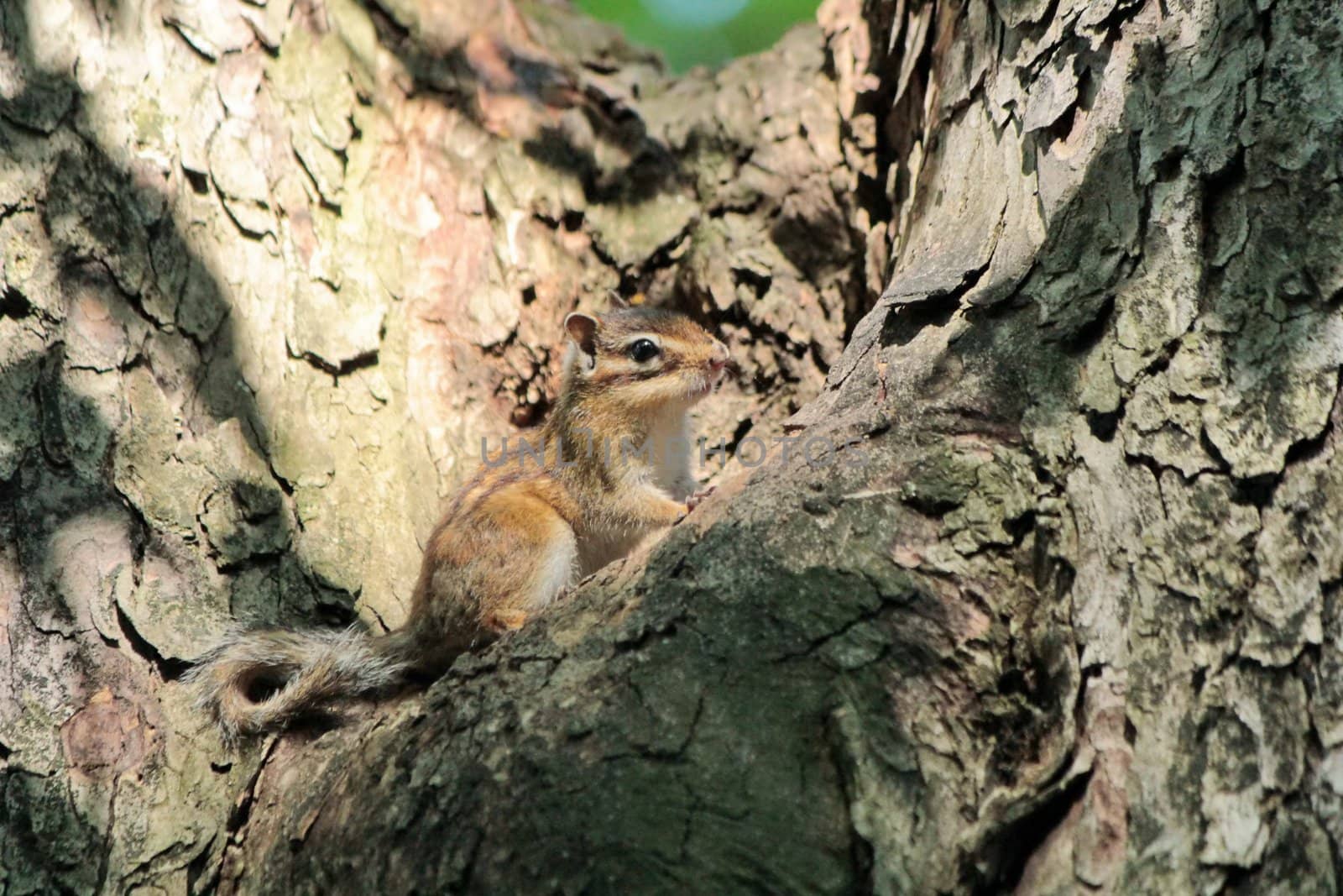 Brown chipmunk on a trunk in the nature