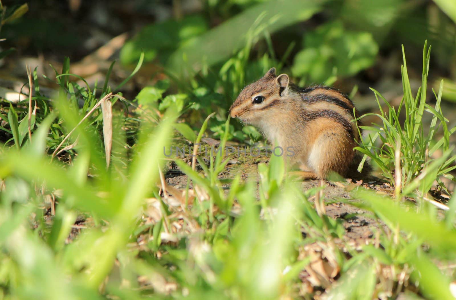 Brown chipmunk standing on the ground in the nature