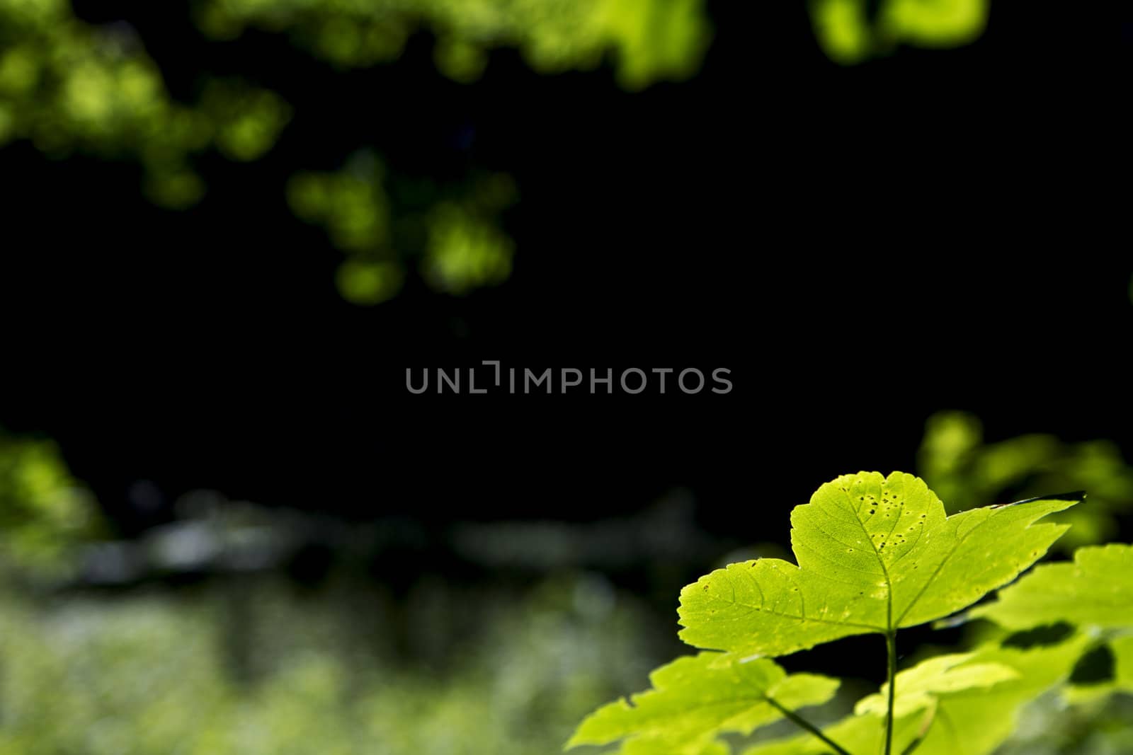 green leaves in foreground with blurry, dark background