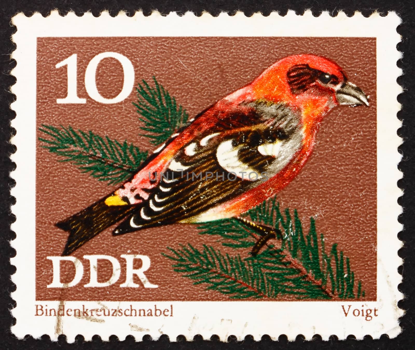 GDR - CIRCA 1971: a stamp printed in GDR shows White-winged crossbill, Loxia Leucoptera, Passerine Bird, circa 1971