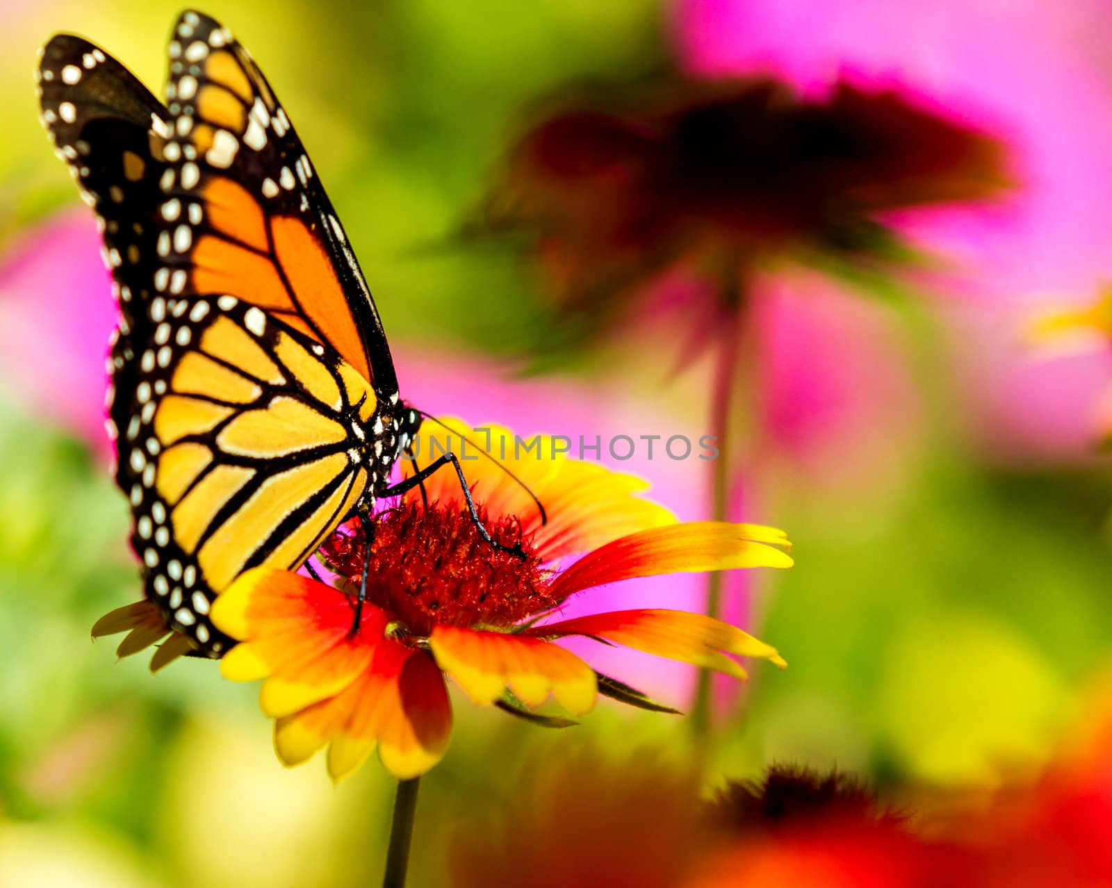 Very colorful image displaying a Monarch butterfly on a bright flower. 