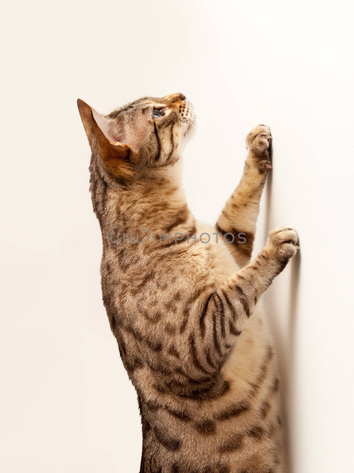 Cute bengal cat scratching a wall and reaching up for an invisible object
