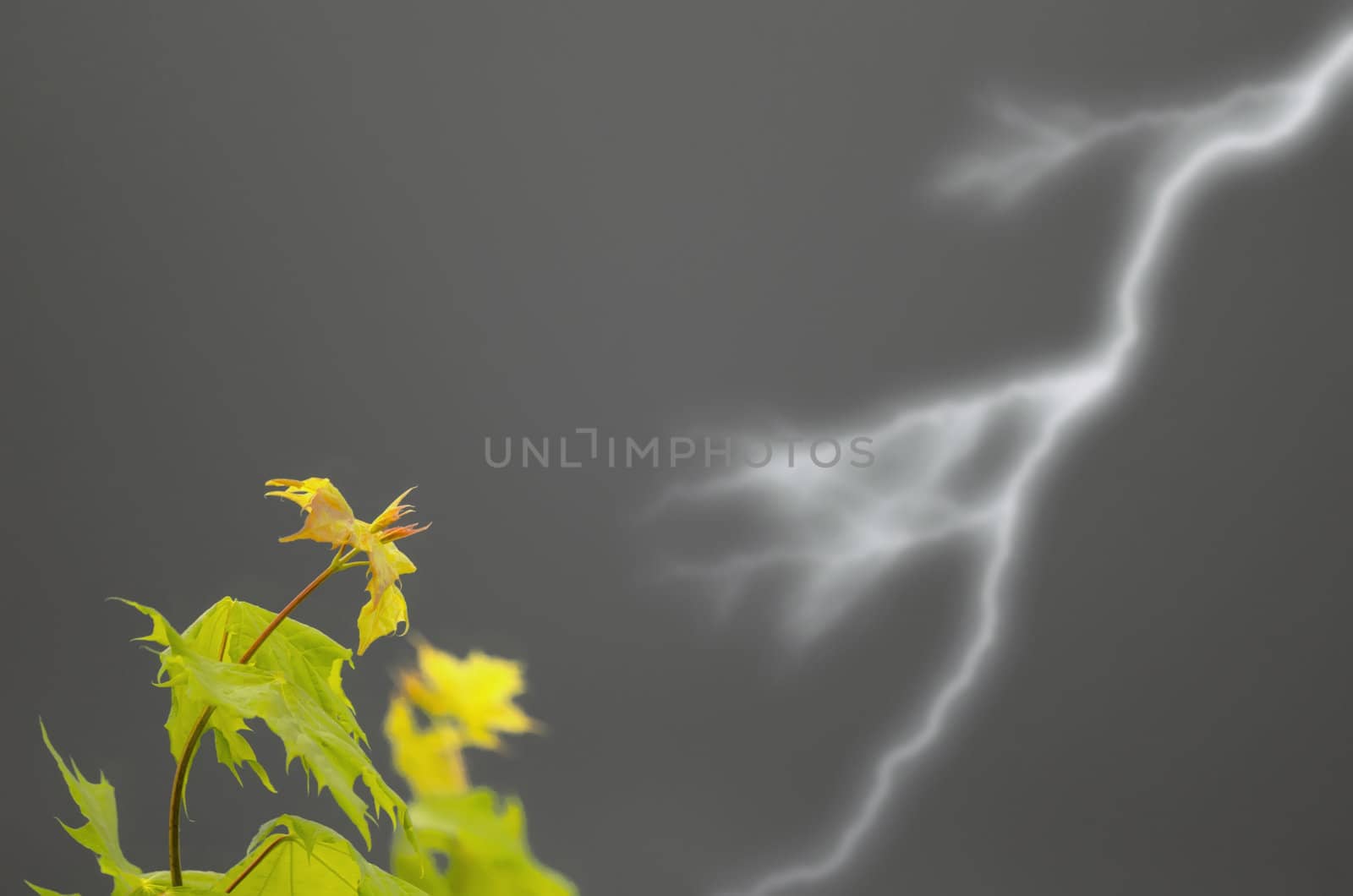 leaves in the storm by njaj