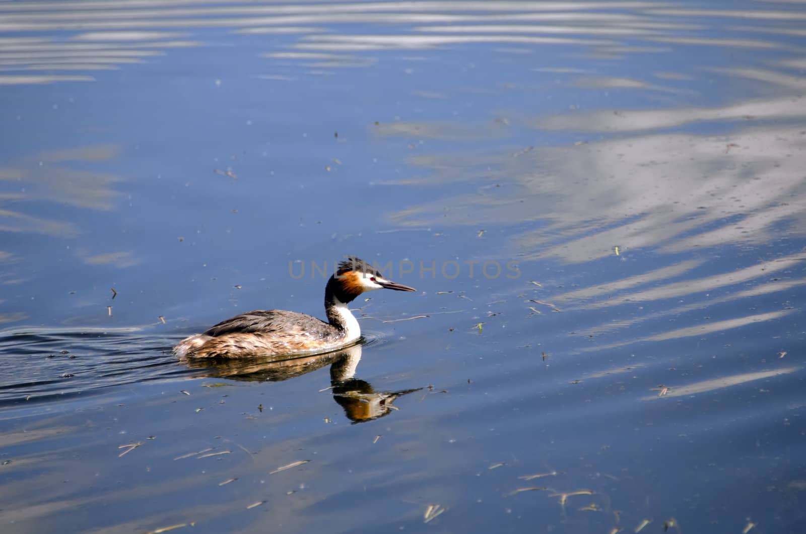 the great crested grebe
