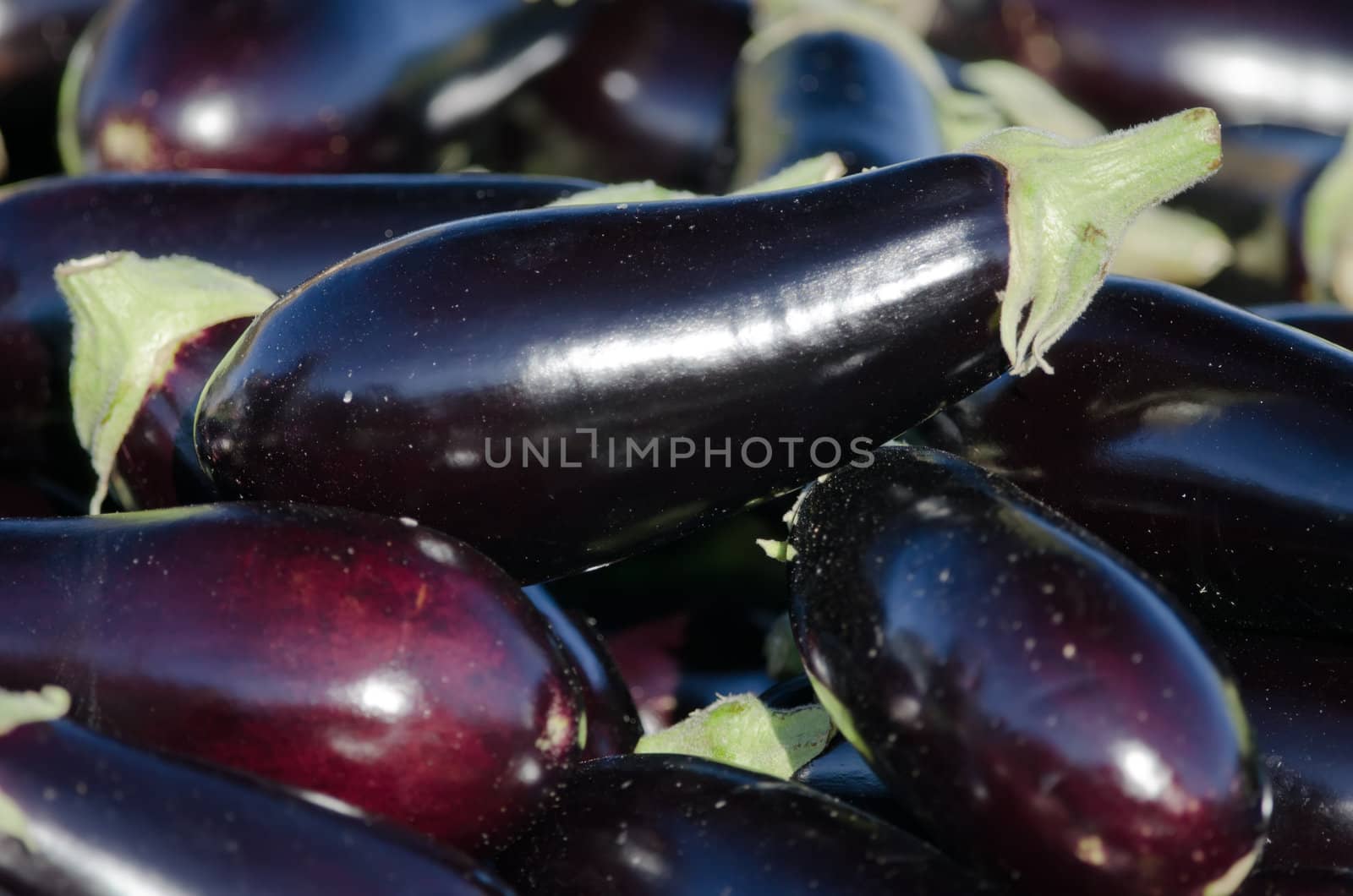 the eggplants