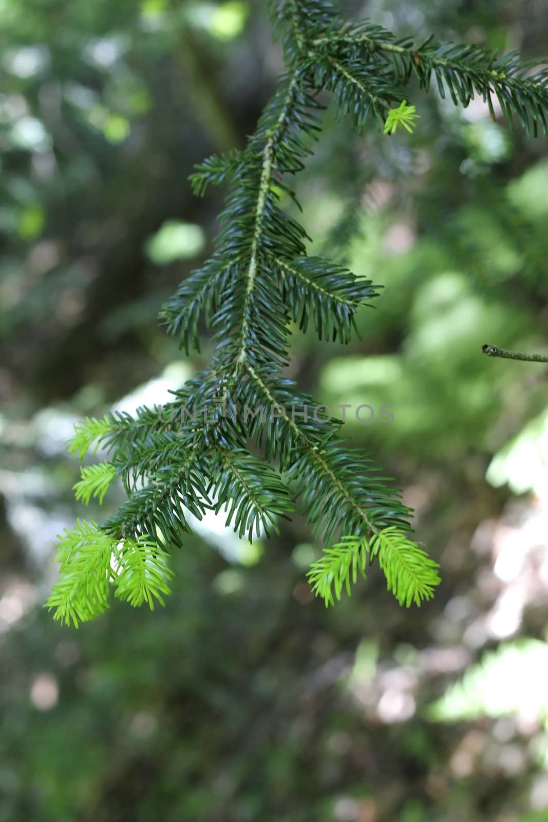 New green pins on the fir branches