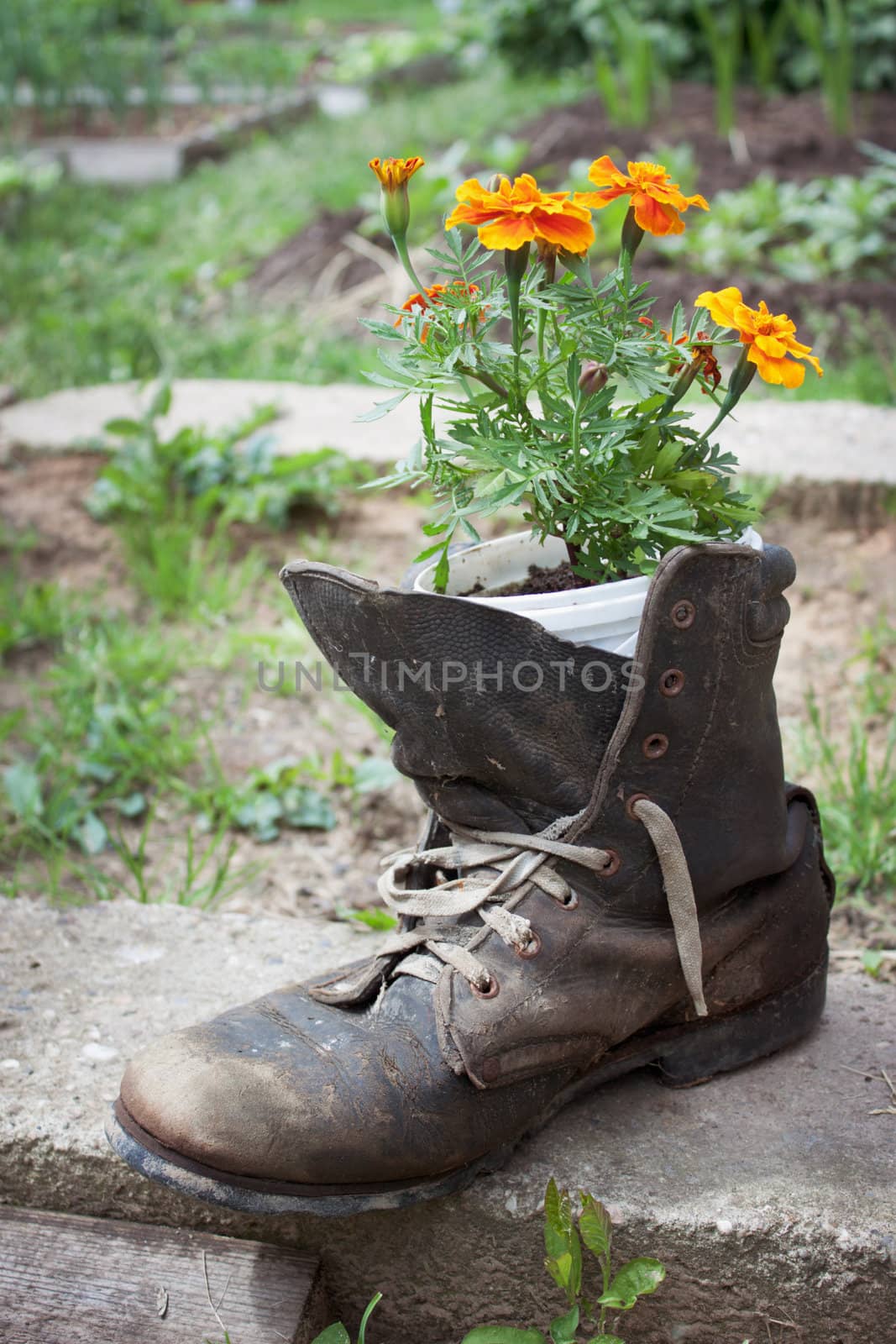 Old tattered shoe used in garden design