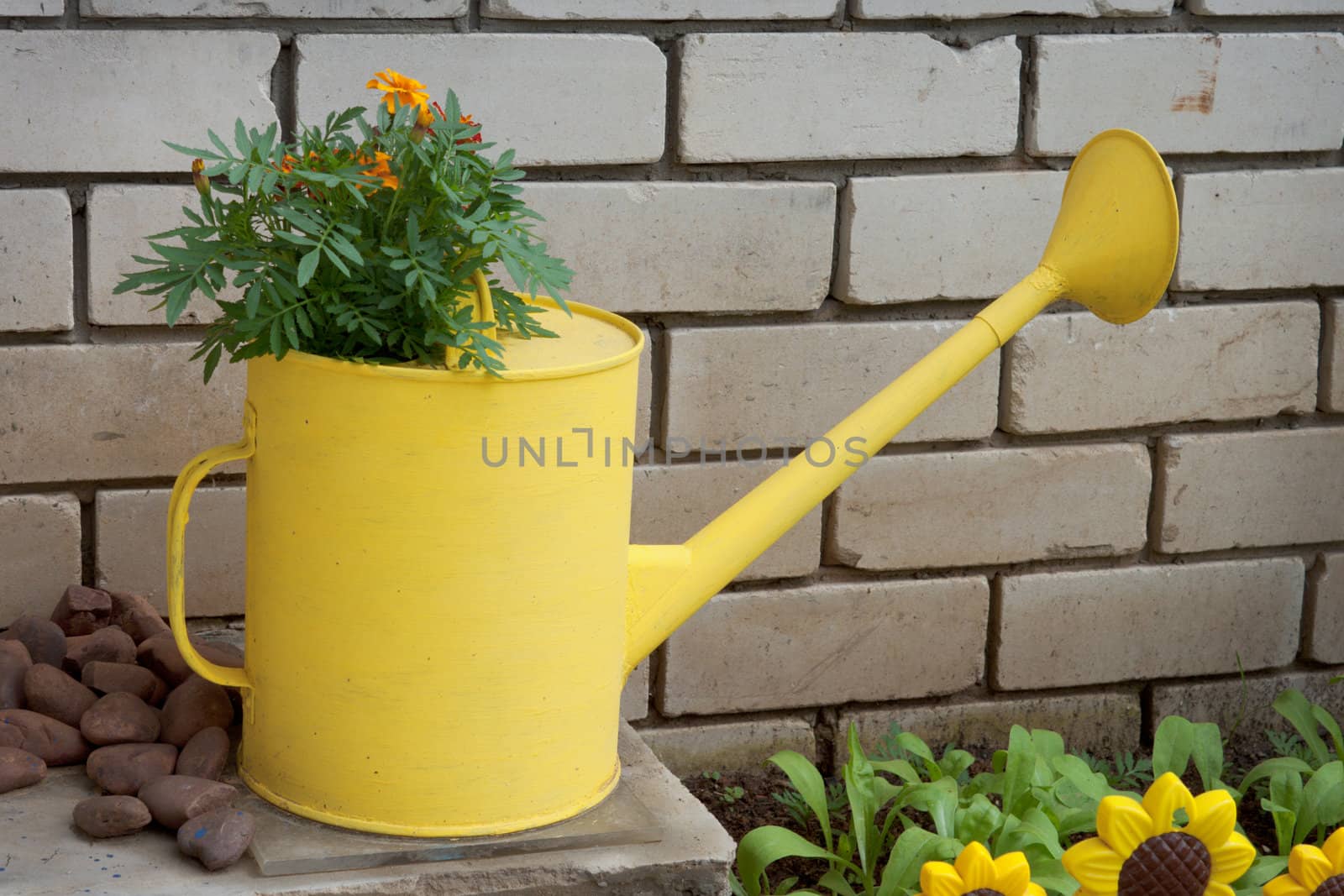 Old watering can used in garden design