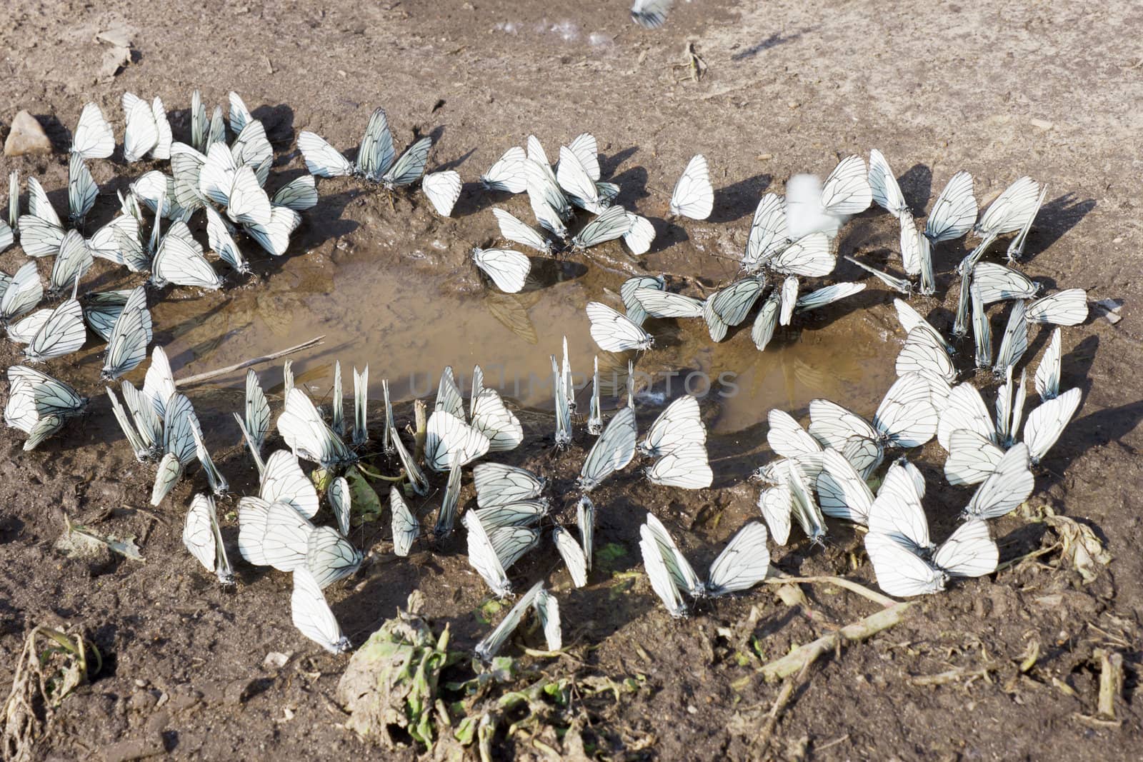 The accumulation of butterflies puddle on the road