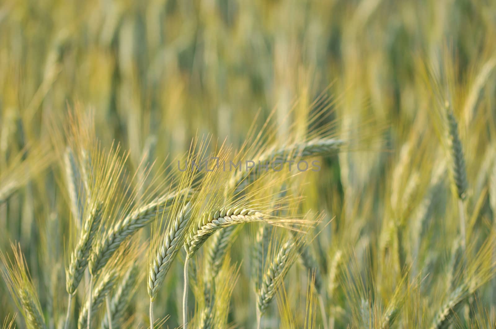 Morning light on the cultivate cereal in field