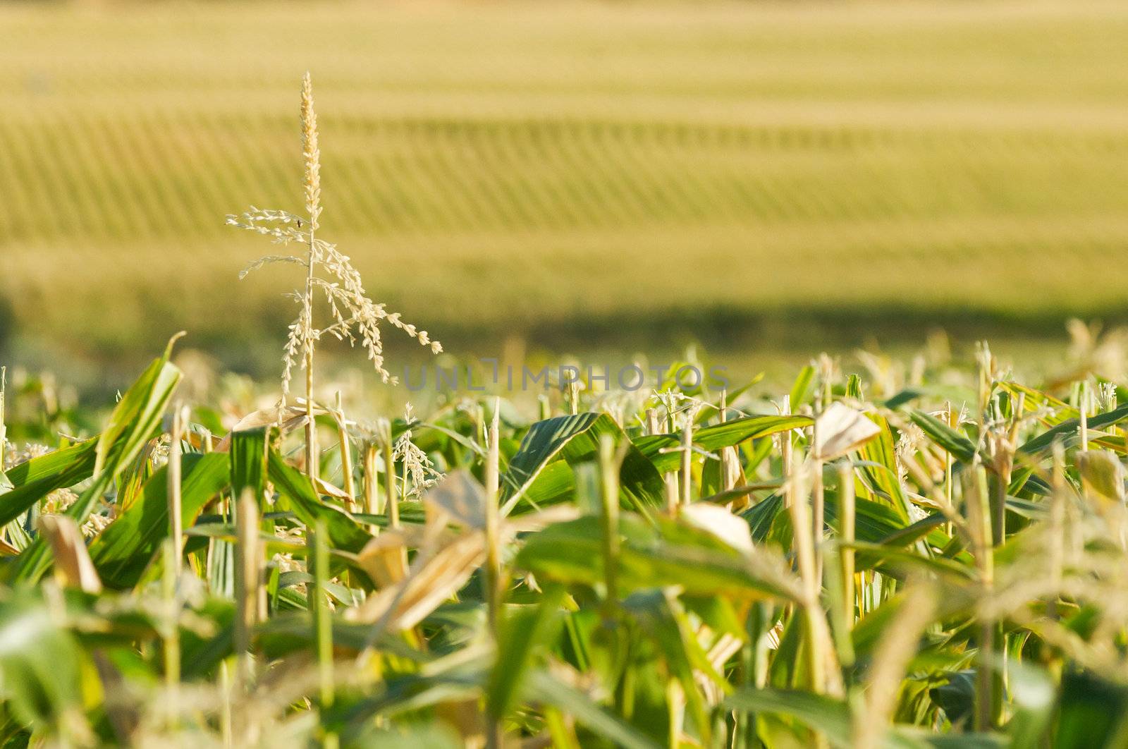 Rows of corn stretching as far as the eye can see. A single lone tassel sticking up. Focus is fairly shallow with main point on the tassel. Possible use for farming or ethanol or alcohol production