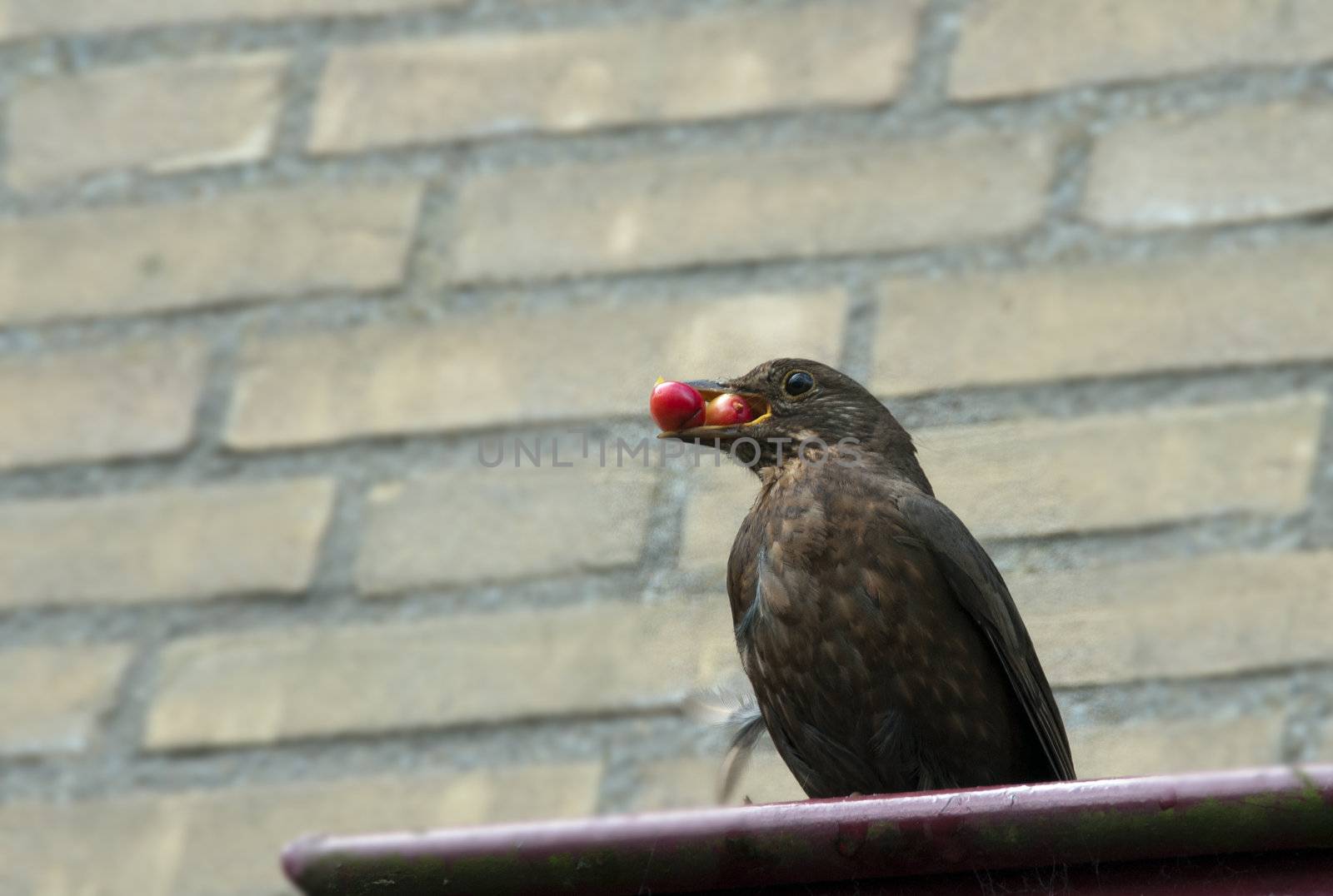 brown blackbird with berries in his beak