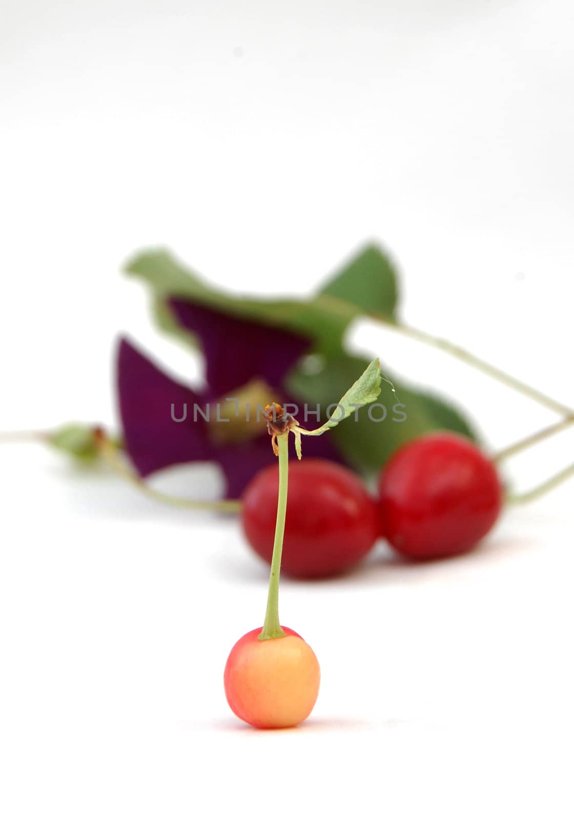 cherry