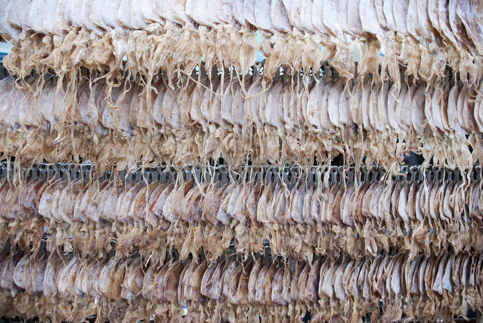 Rows of dried squid for sale in Thailand