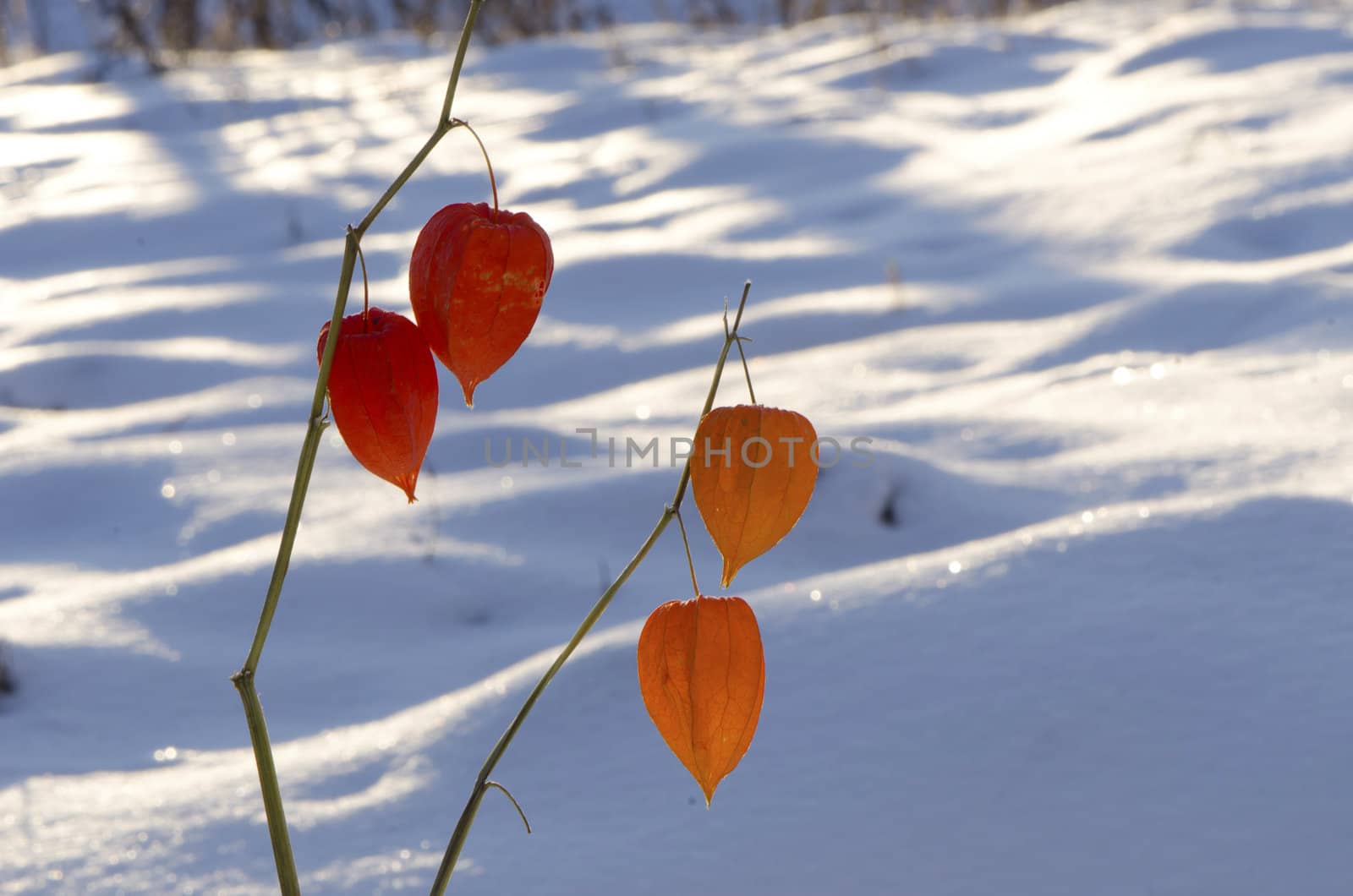 Husk tomatoe Physalis alkekengi plant red fruits on twig surrounded by snowfields survived winter.