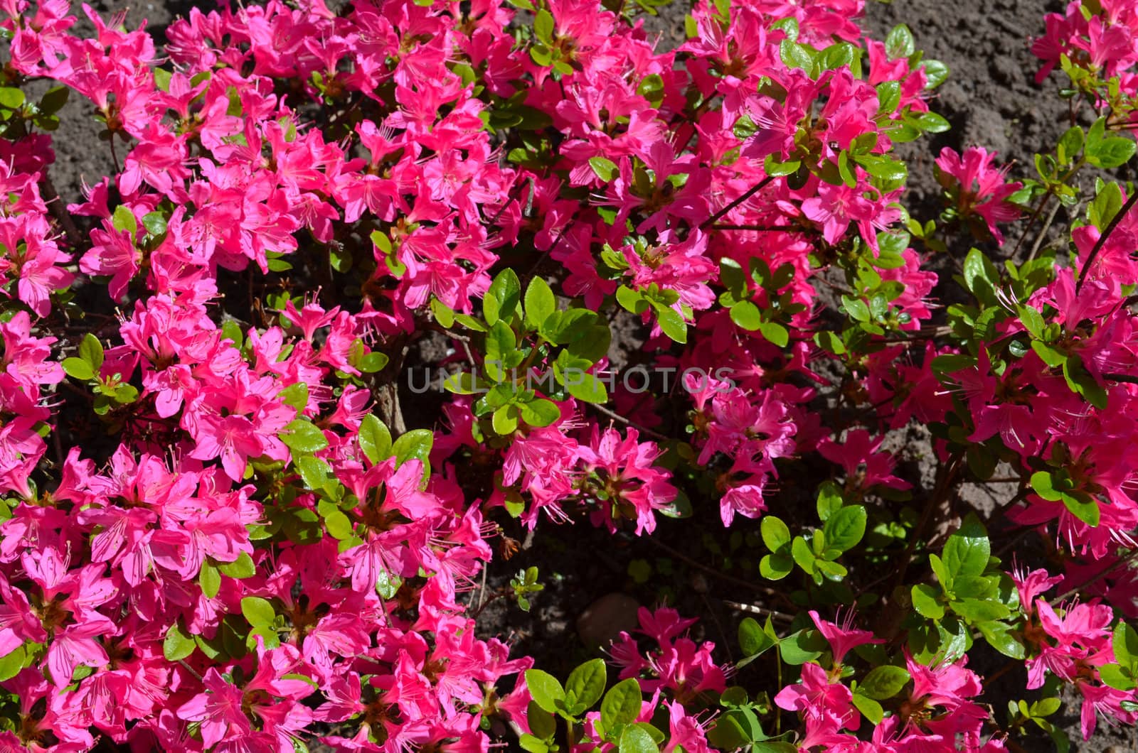 Background of red pink rhododendron rosebay close up vivid bright blooms in spring.