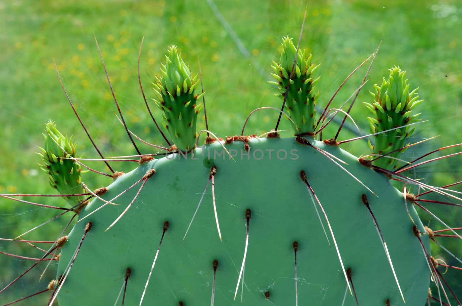 Prickly Pear or Paddle cactus prepared for blooming inside summerhouse. Plant long and sharp spines closeup.