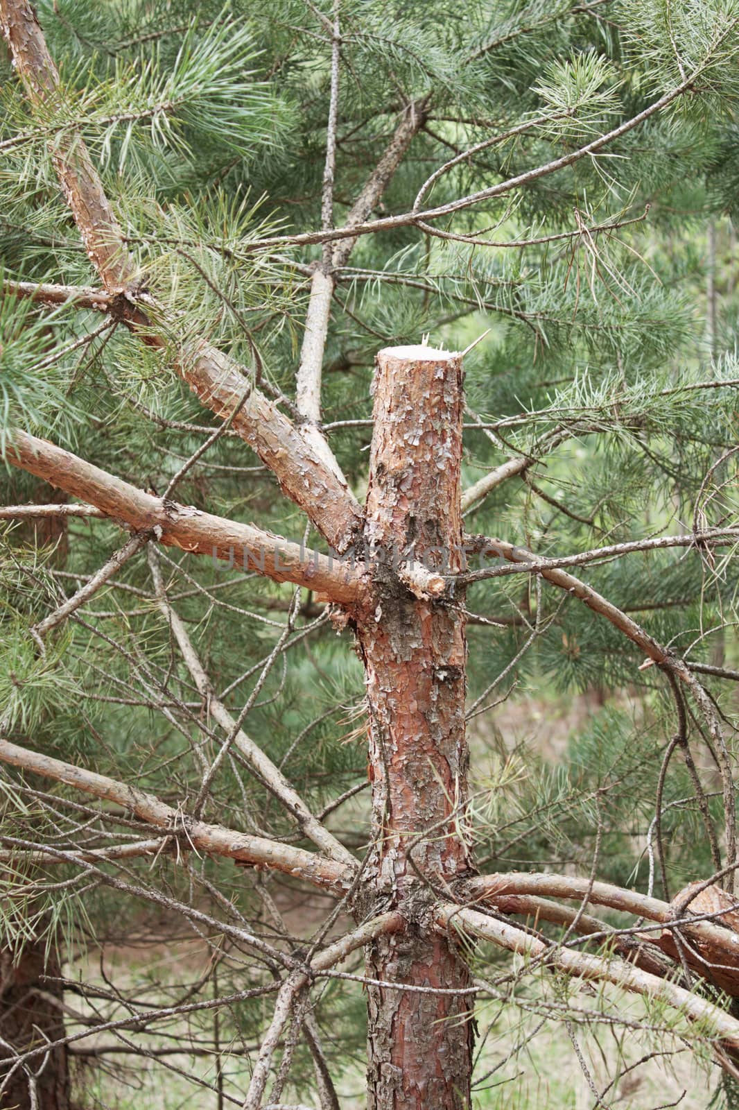 The trunk of a pine damaged by the poacher