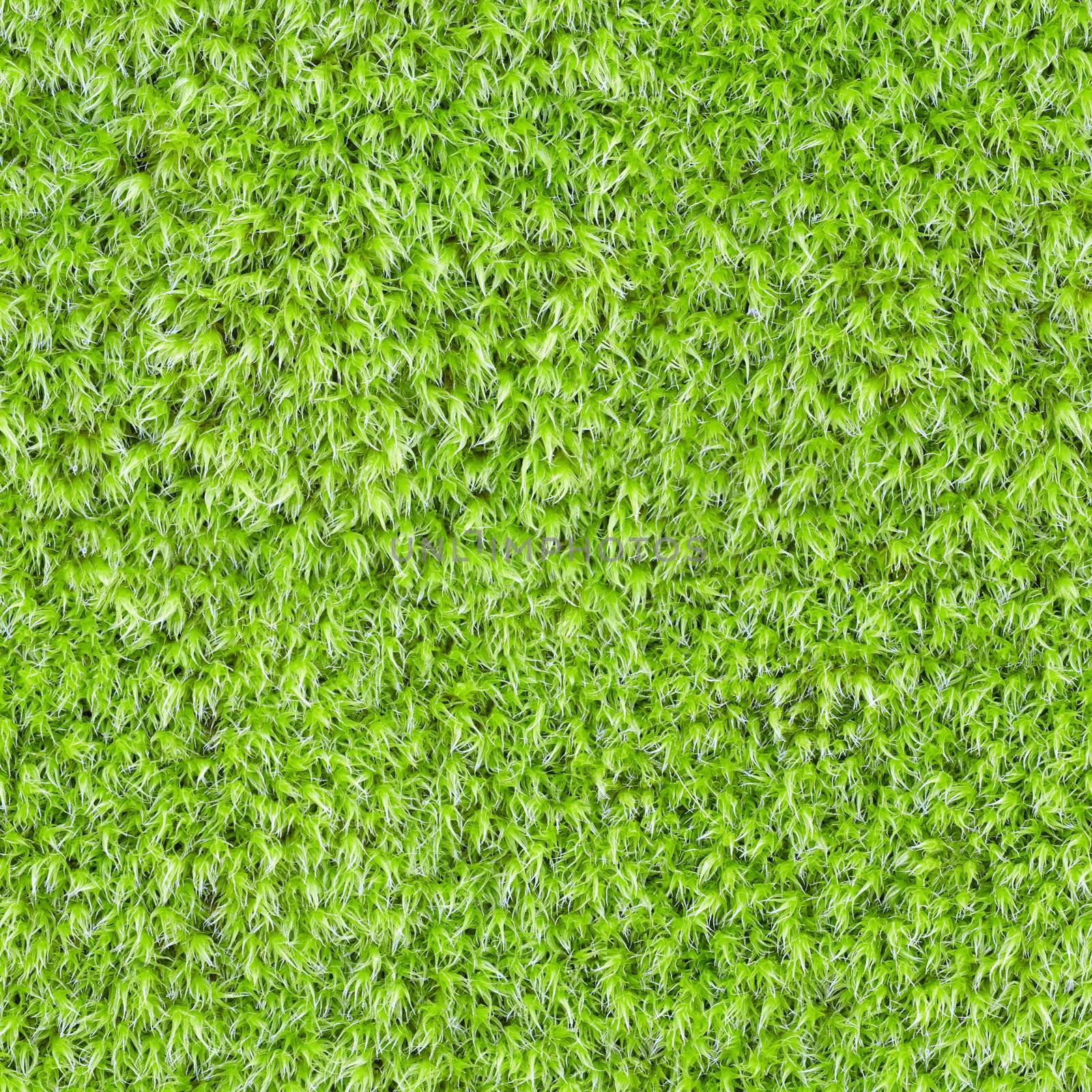 Seamless square texture - green moss by pzaxe