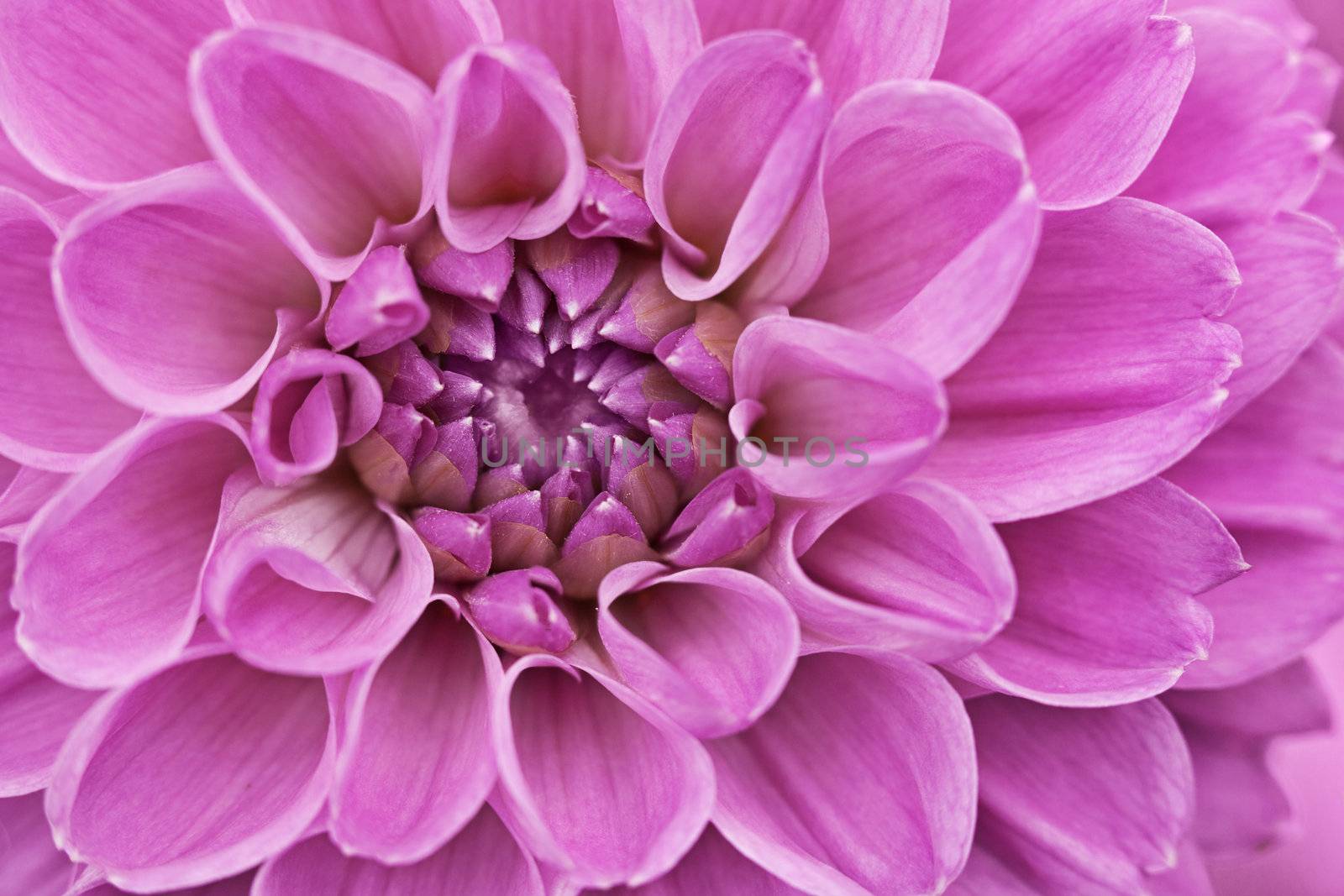 Flower purple chrysanthemum close up by pzaxe