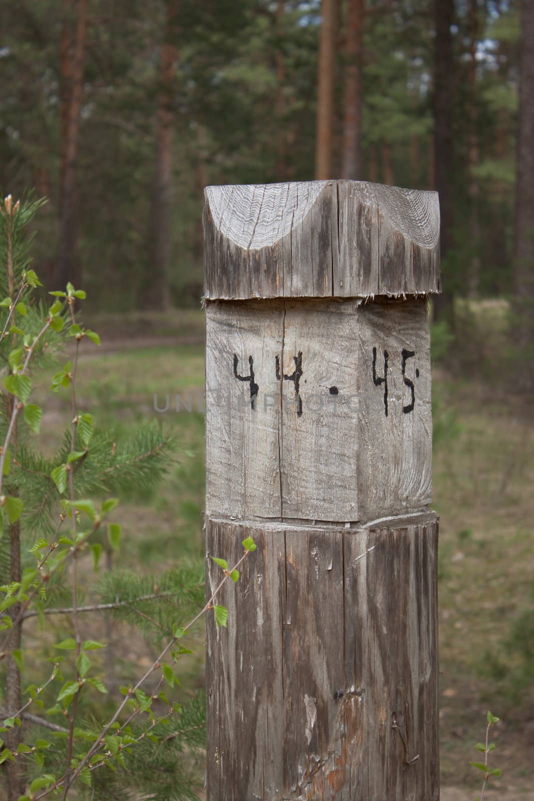A pillar at the intersection of firebreaks in the forest