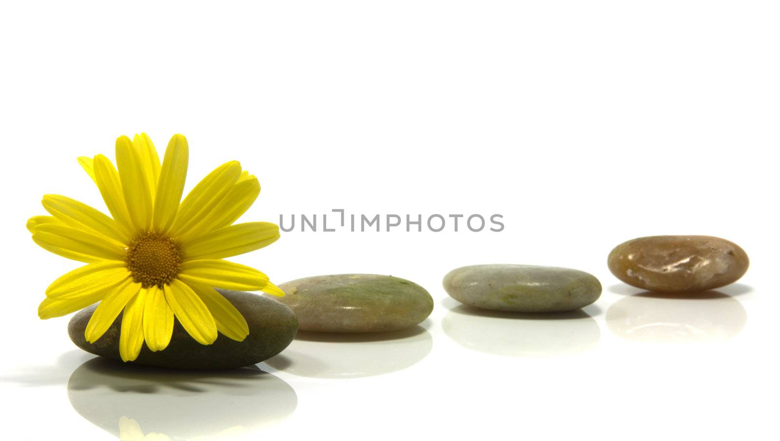 stones isolated on white with yellow flower