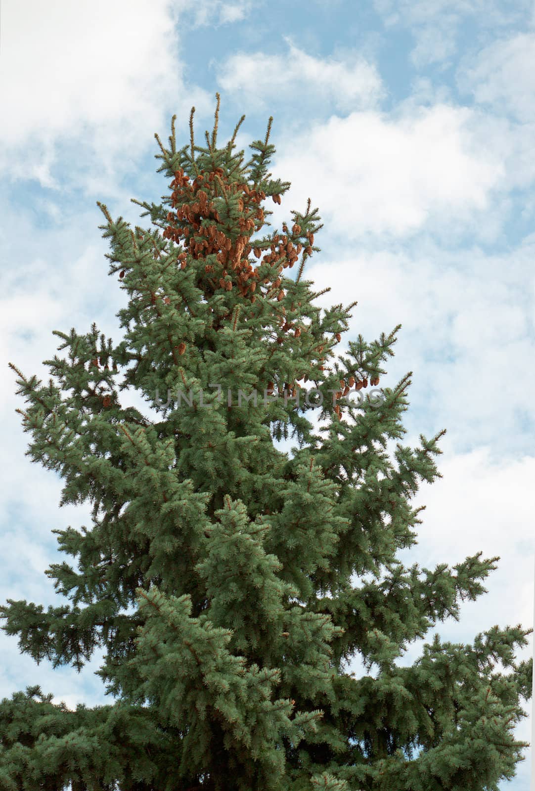 The high green tree with cones on top