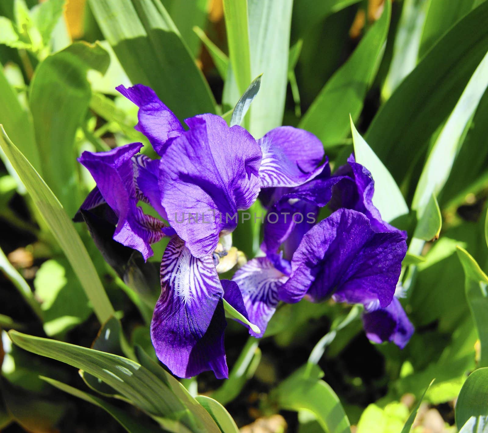 Beautiful blue flower iris