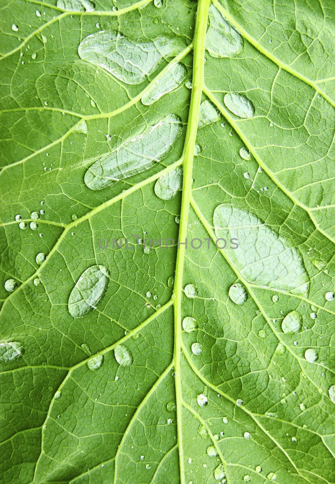 Sheet of the plant with drop of water on him