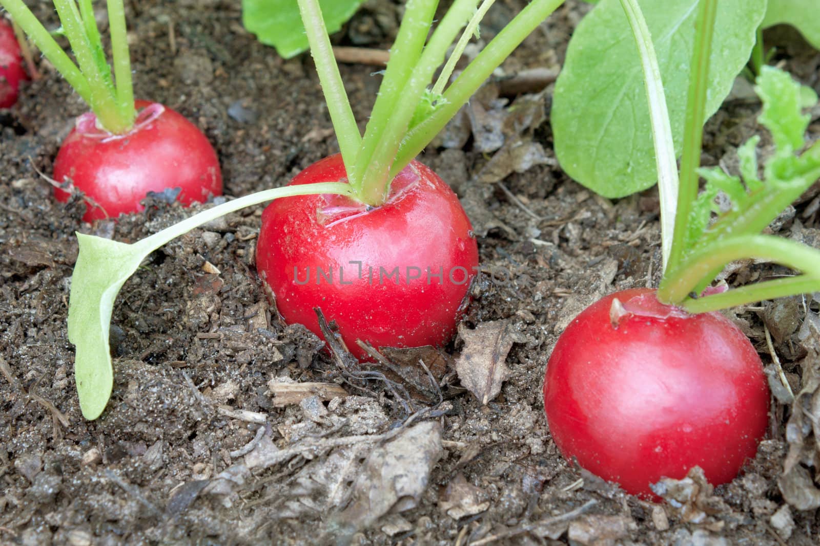 Three delicious red radishes on a bed garden