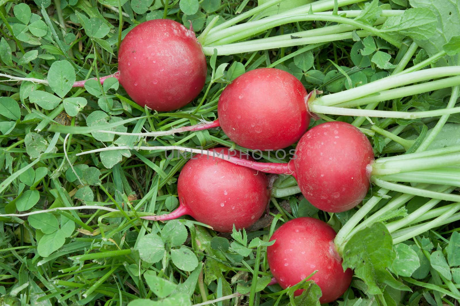 Five mouth-watering red radishes on the grass