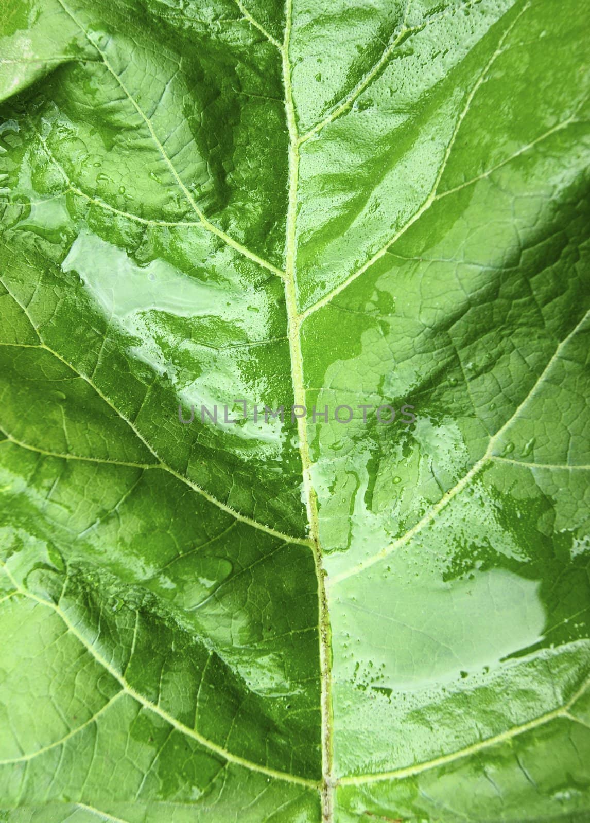 Green sheet of the plant after rain