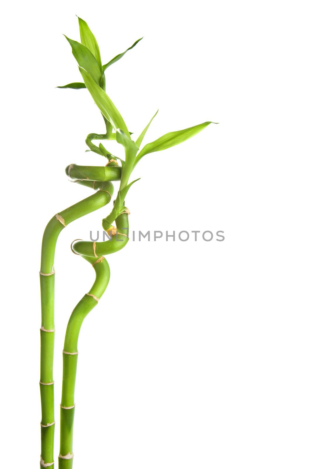 bamboo isolated
