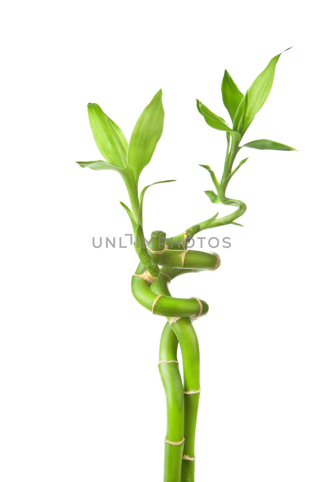 bamboo isolated

