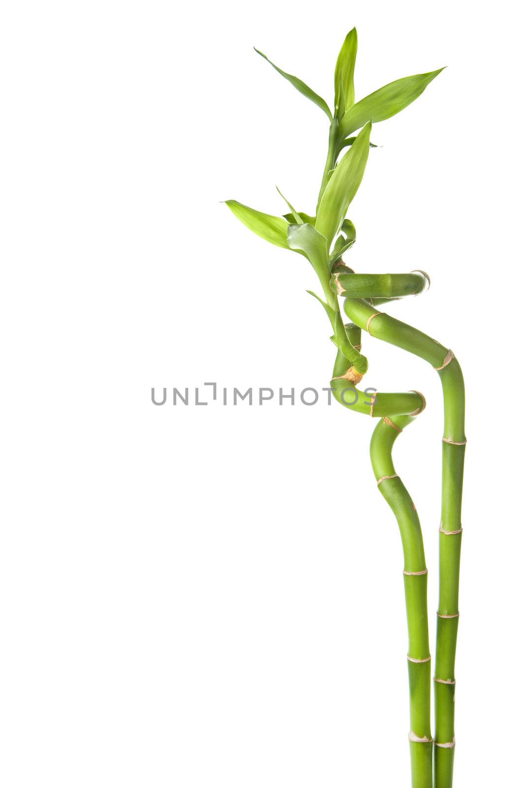 bamboo isolated