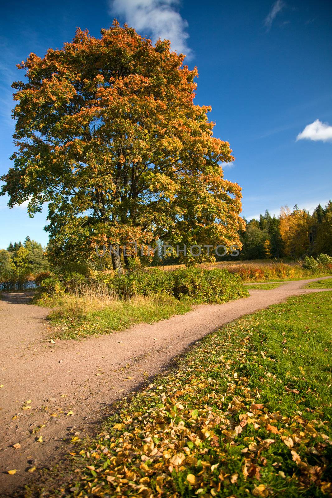 maple trees in autumn 