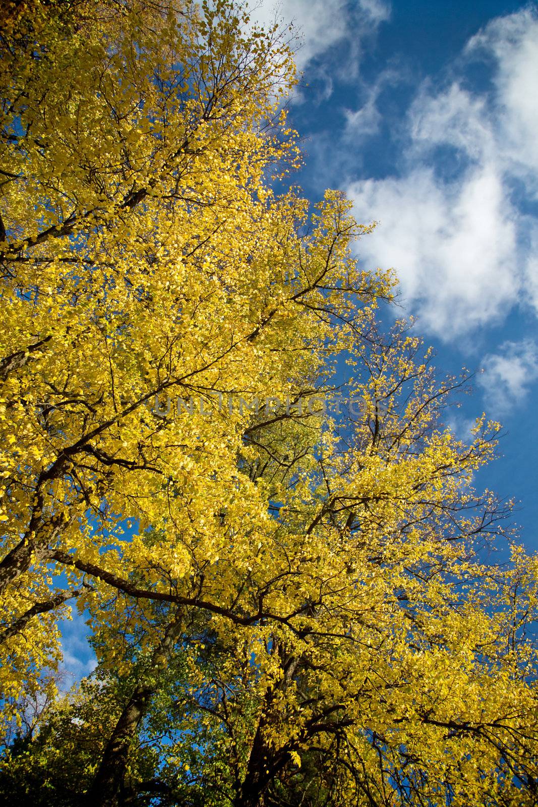 beautiful autumn tree against blue sky 