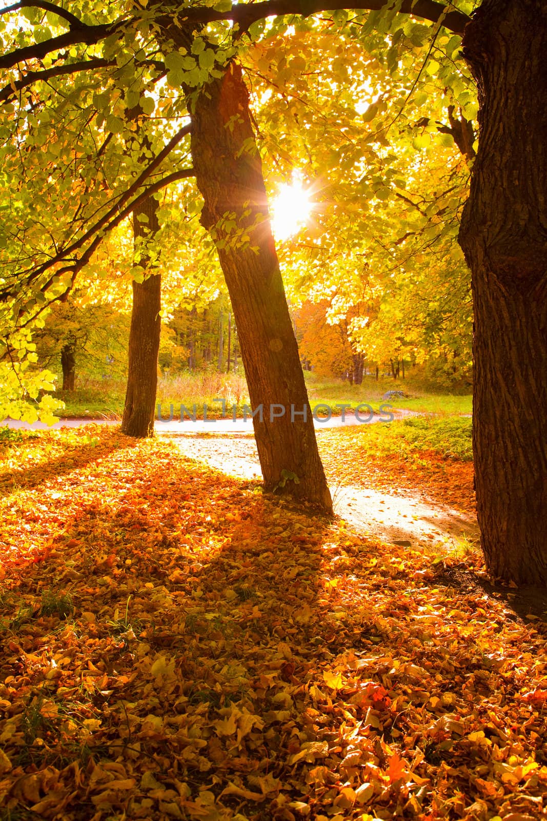 colorful autumn trees in the park