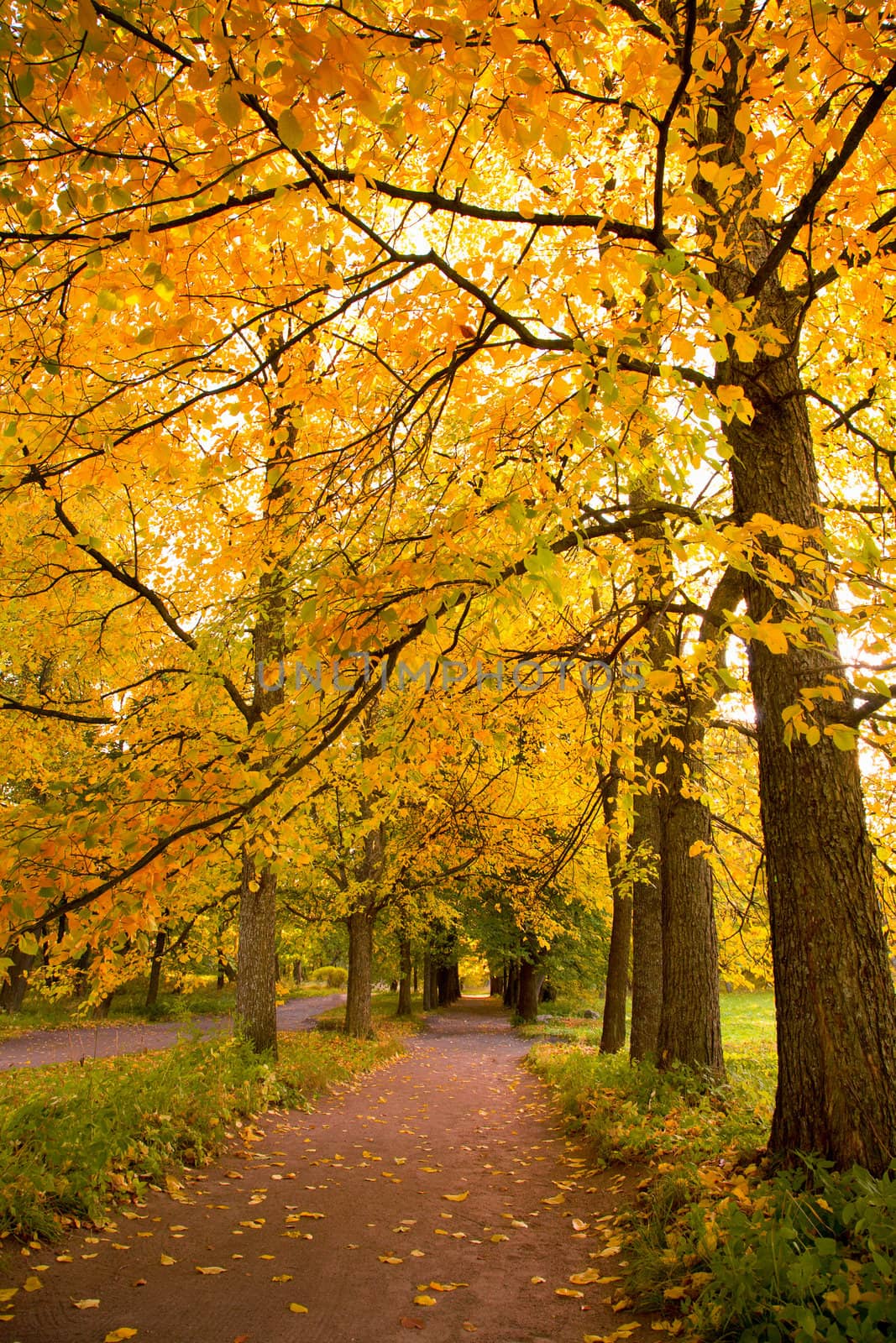 colorful autumn trees in the park 